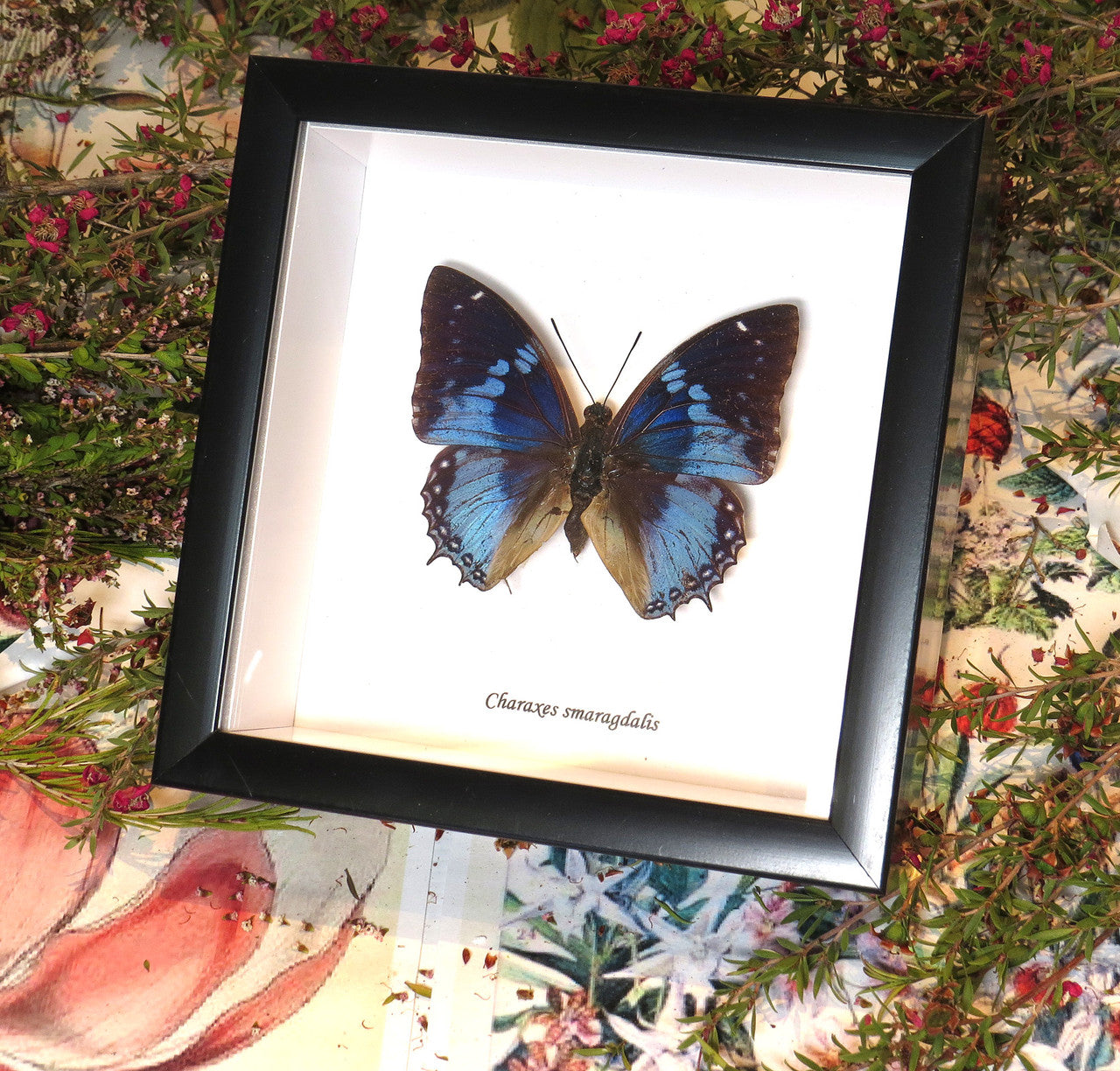 Charaxes smaragdalis 