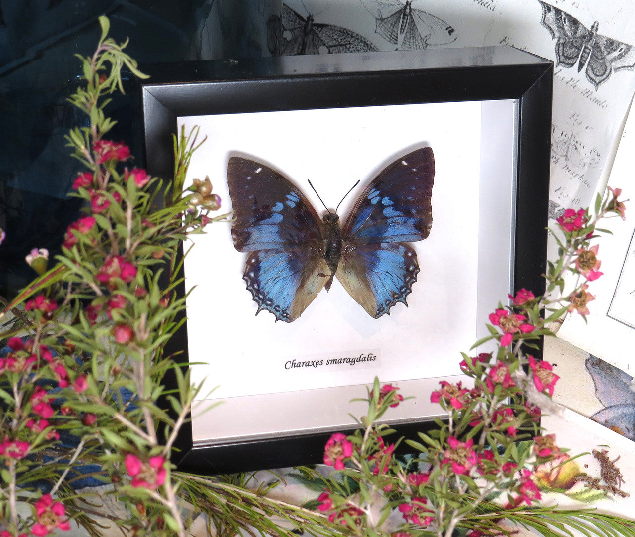Charaxes smaragdalis 