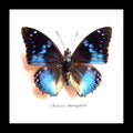 Butterfly frame Charaxes smaragdalis Bits & Bugs