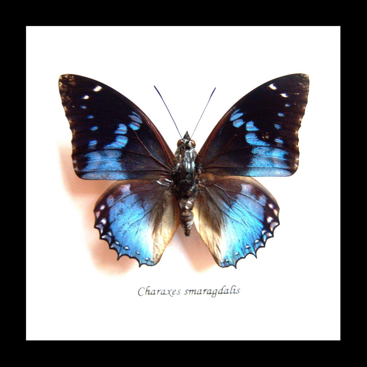 Butterfly frame Charaxes smaragdalis Bits & Bugs