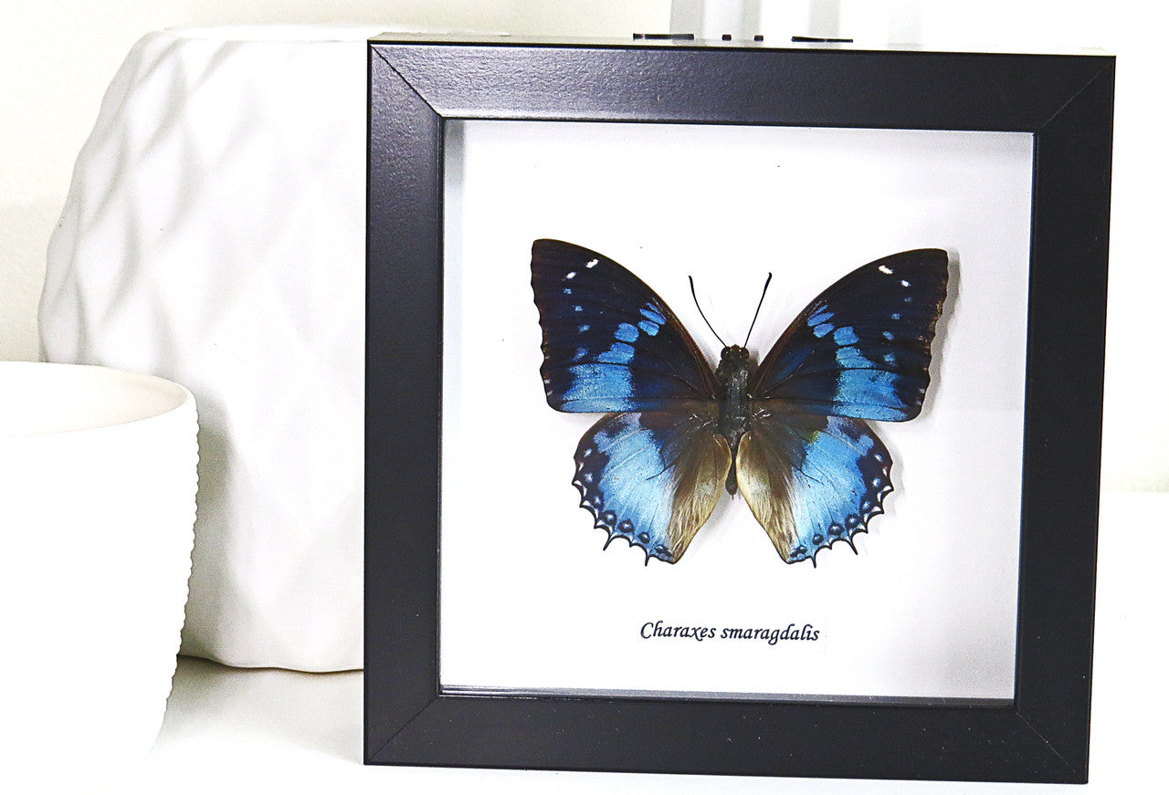 Butterfly frame Charaxes smaragdalis Bits & Bugs