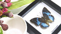 Butterfly frame Charaxes smaragdalis Bits & Bugs