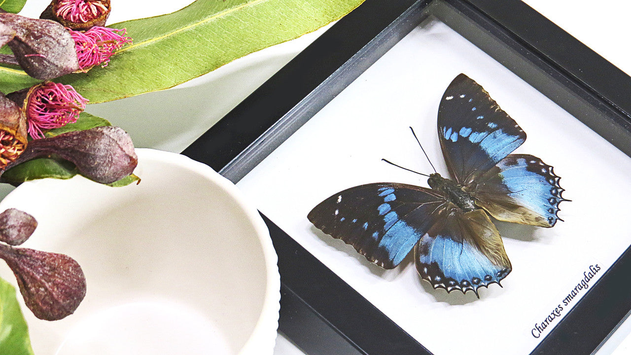 Butterfly frame Charaxes smaragdalis Bits & Bugs
