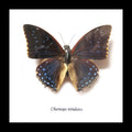 African butterfly species Charaxes tiridates Bits&Bugs