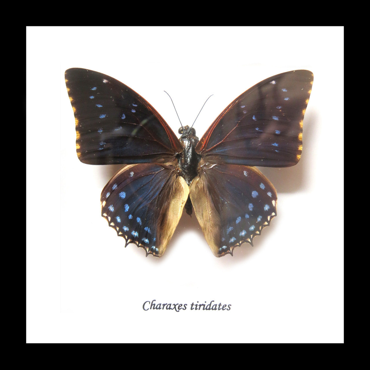 African butterfly species Charaxes tiridates Bits&Bugs