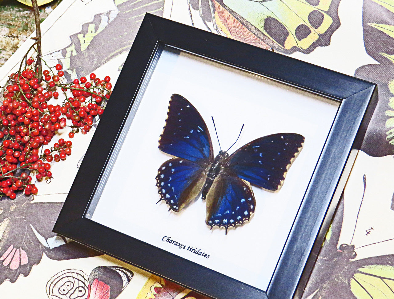 African butterfly species Charaxes tiridates Bits&Bugs