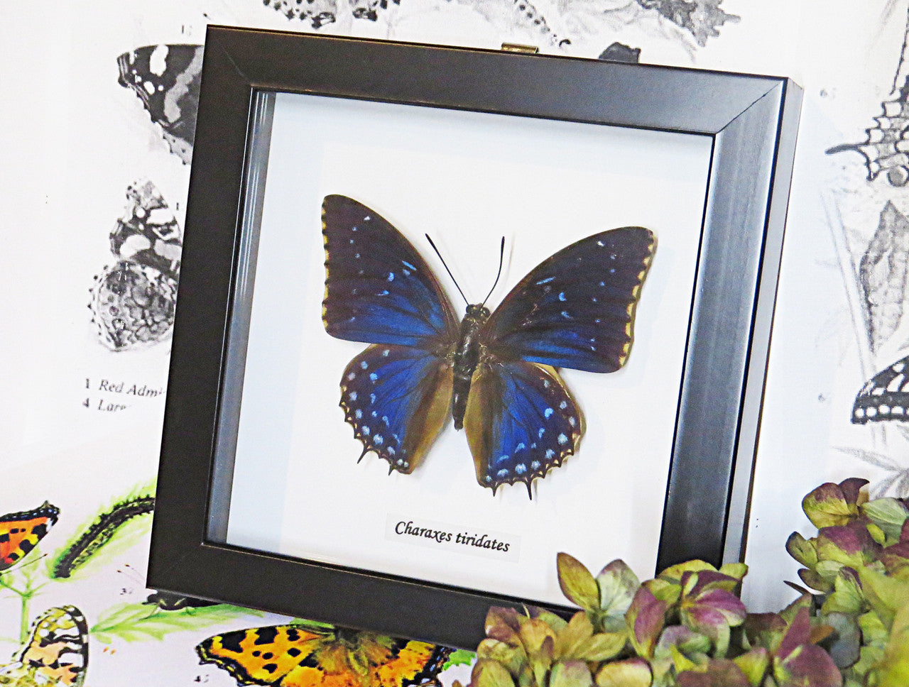African butterfly species Charaxes tiridates Bits&Bugs