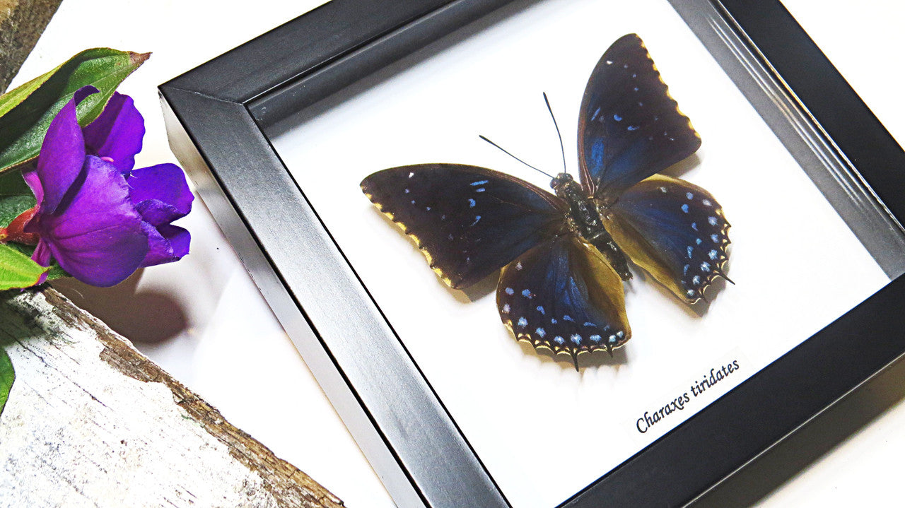 African butterfly species Charaxes tiridates Bits&Bugs