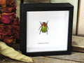 Chrysina victorina