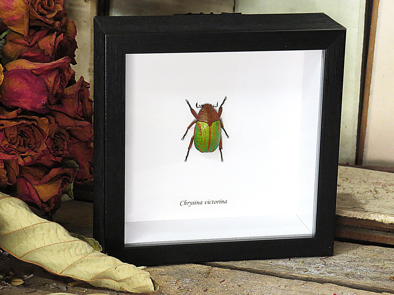 Chrysina victorina