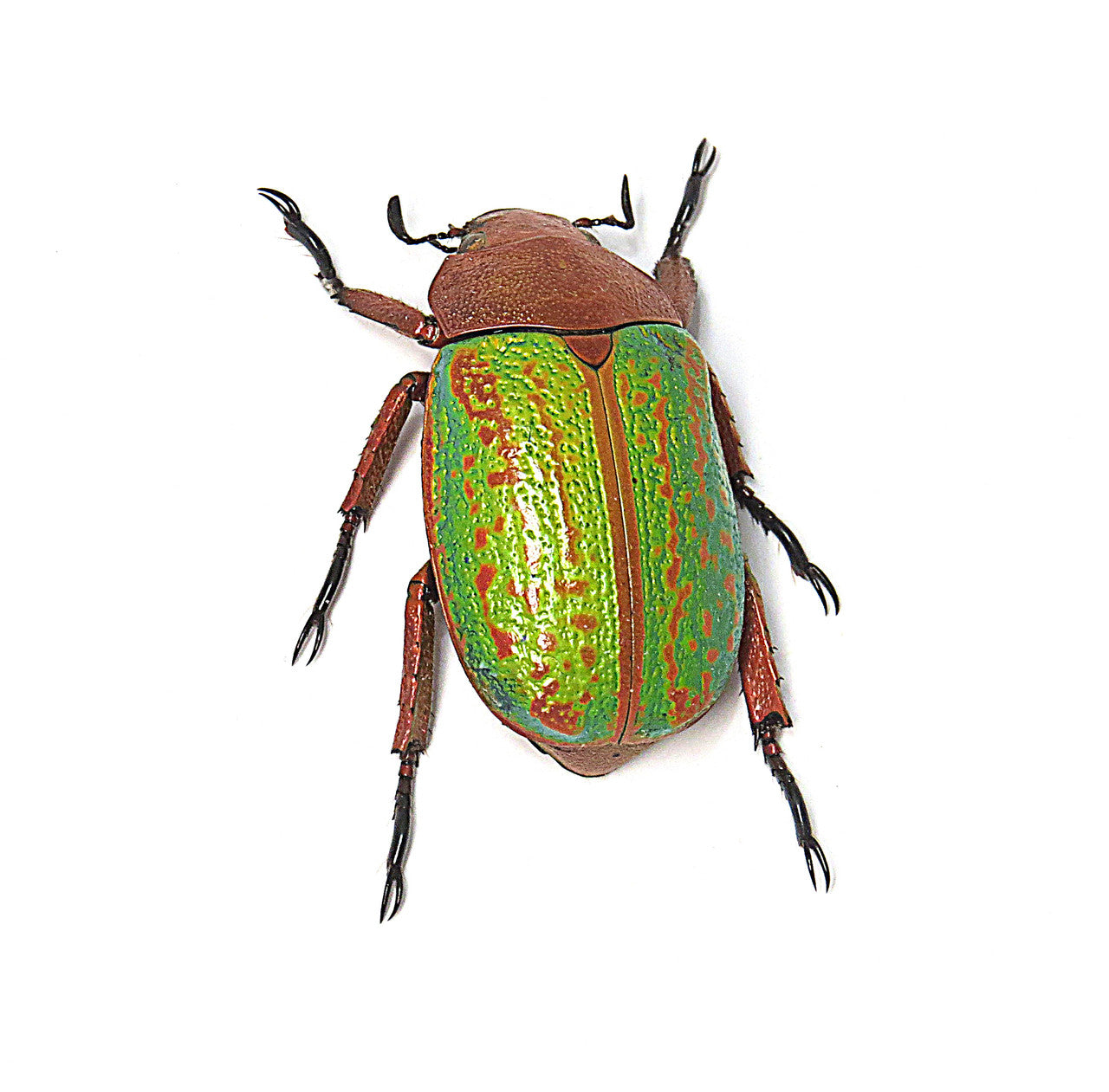 Chrysina victorina