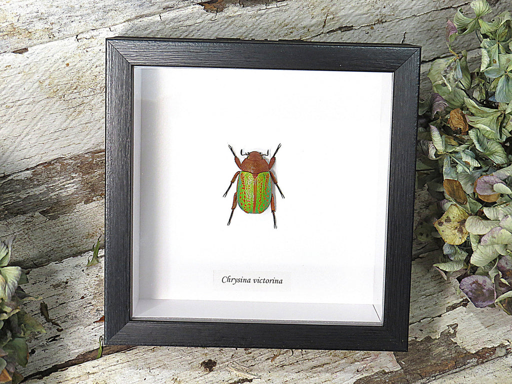 Chrysina victorina