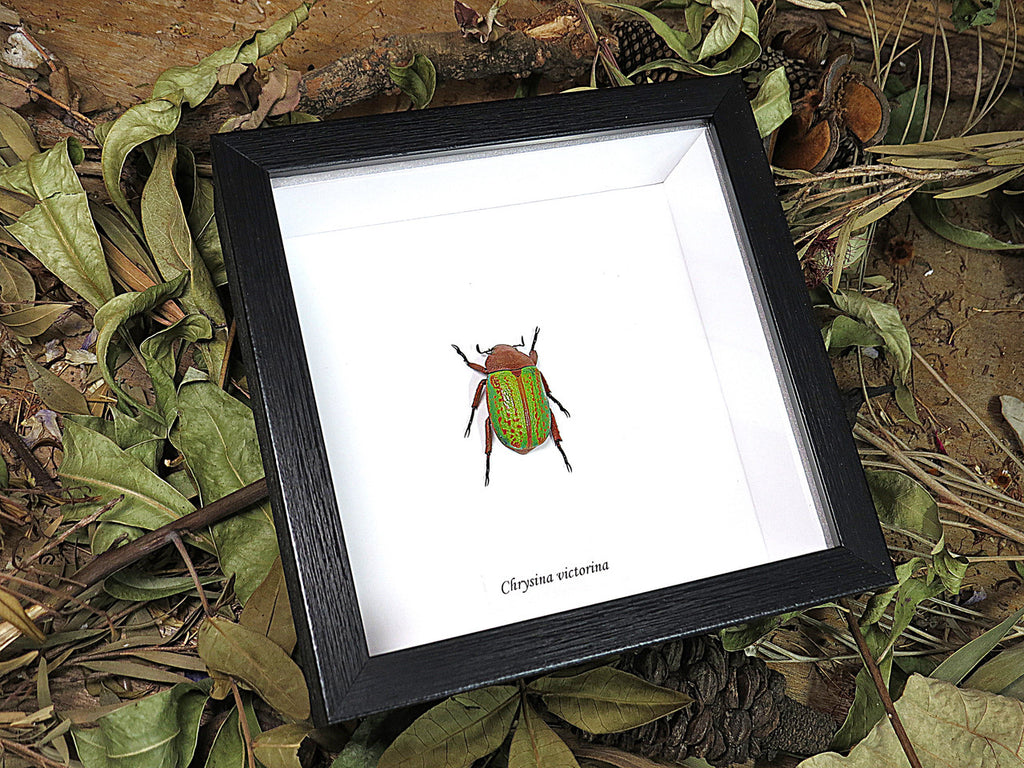 Chrysina victorina