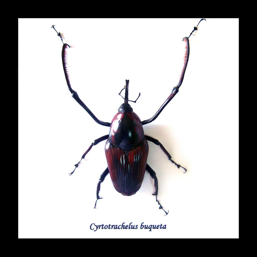 Cyrtotrachelus buqueti 