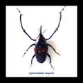 Cyrtotrachelus buqueti 