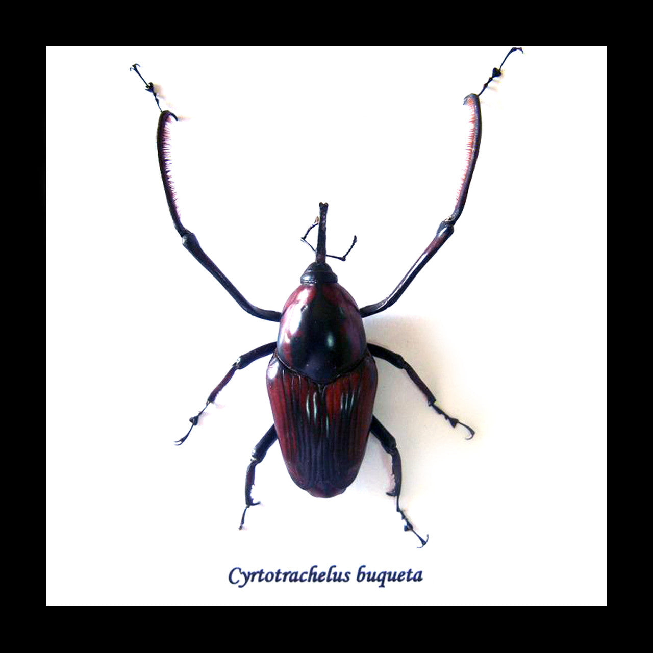 Cyrtotrachelus buqueti 