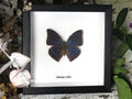 Charaxes zelica