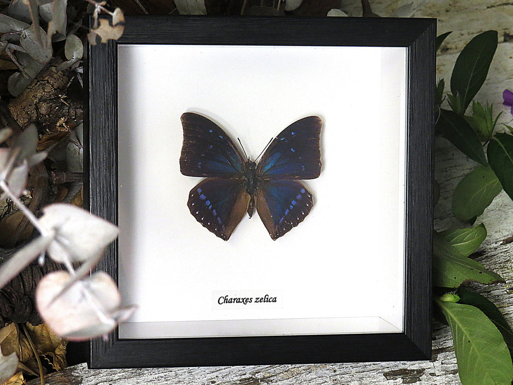 Charaxes zelica