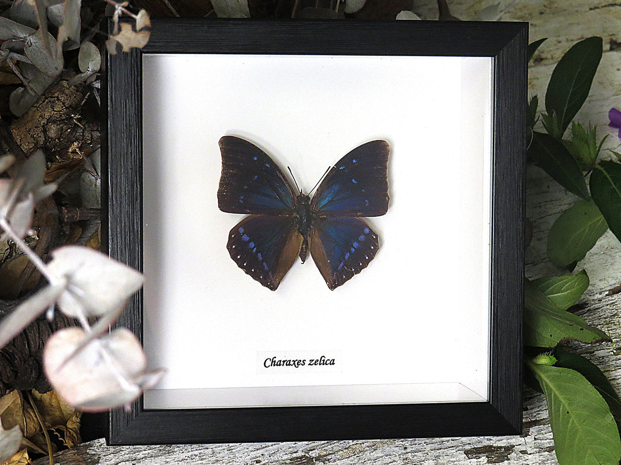 Charaxes zelica
