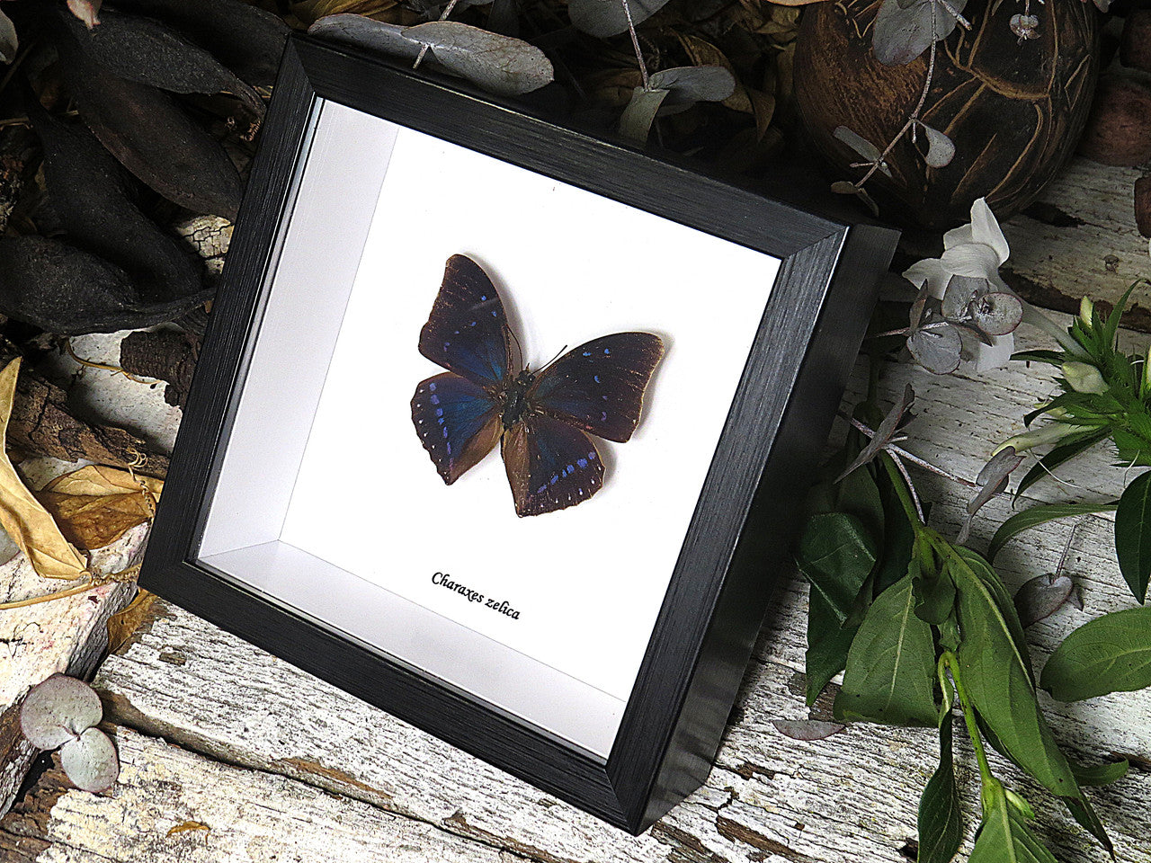 Charaxes zelica