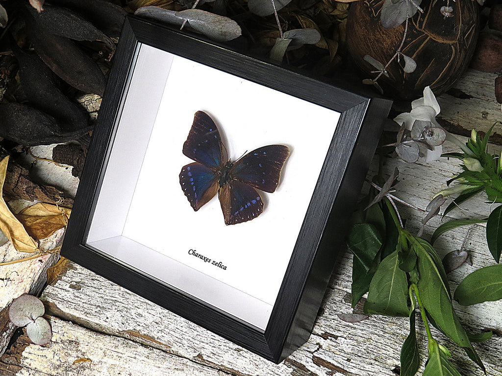 Charaxes zelica