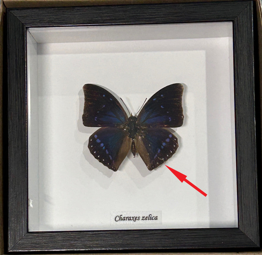 Charaxes zelica ( special )
