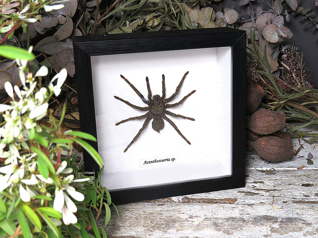 Acanthoscurria