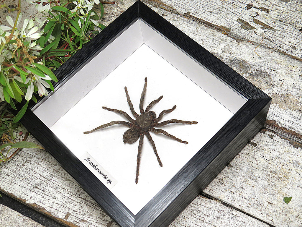 Acanthoscurria