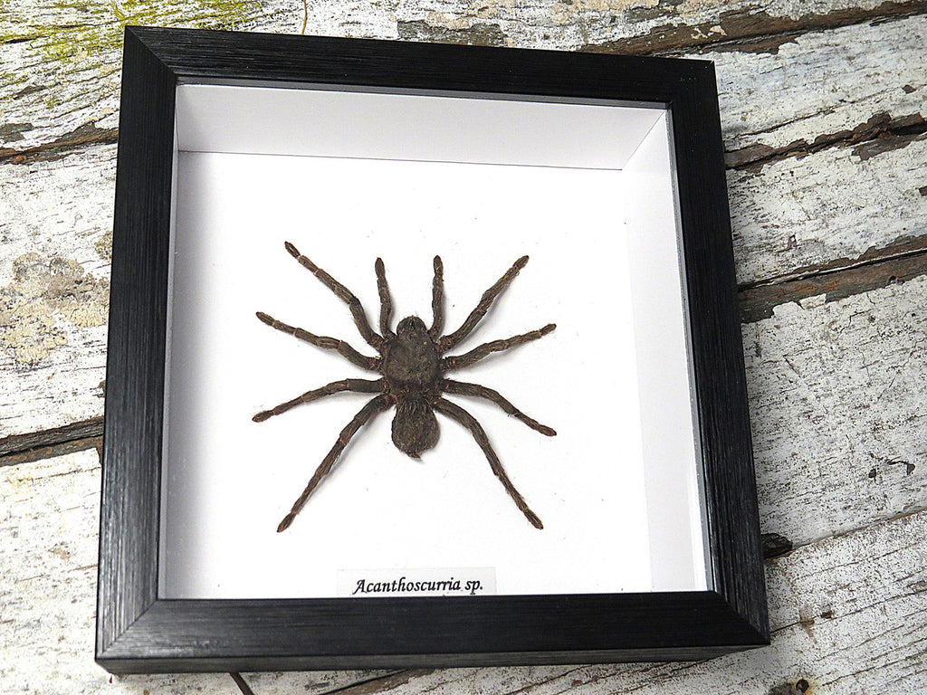 Acanthoscurria