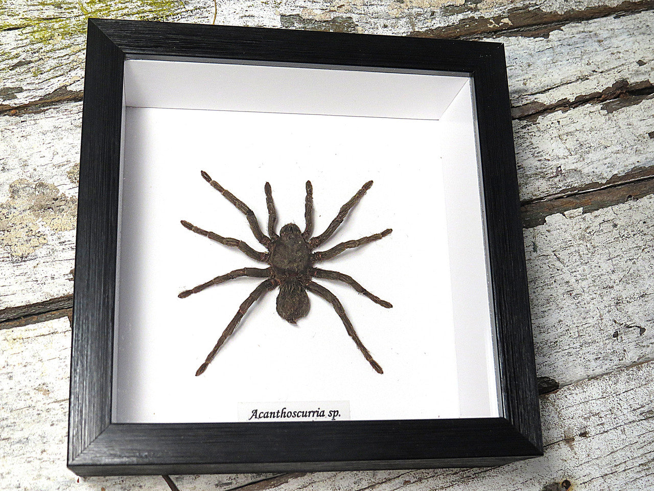 Acanthoscurria