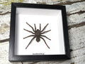 Acanthoscurria