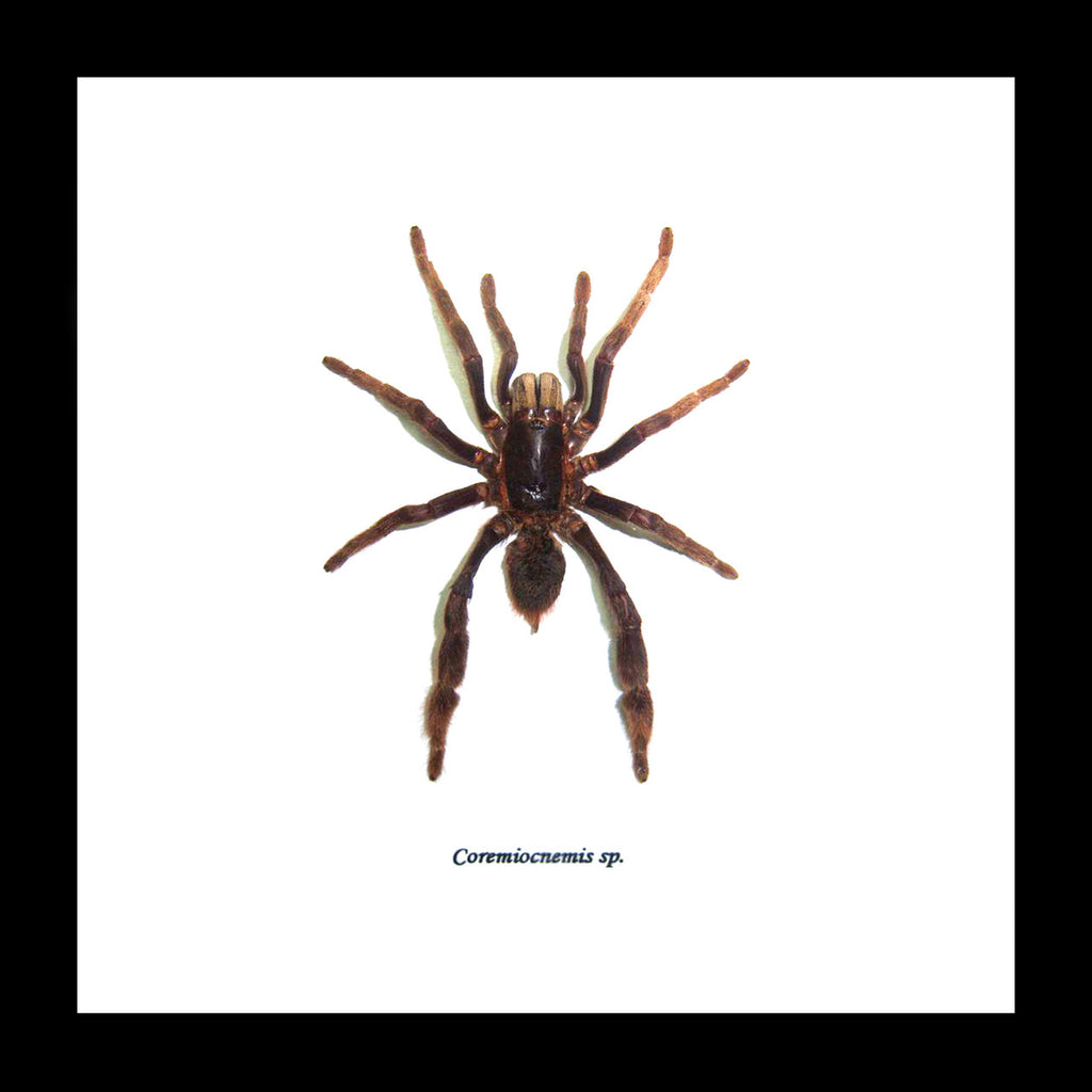 Spider framed Coremiocnemis sp