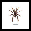 Spider framed Coremiocnemis sp