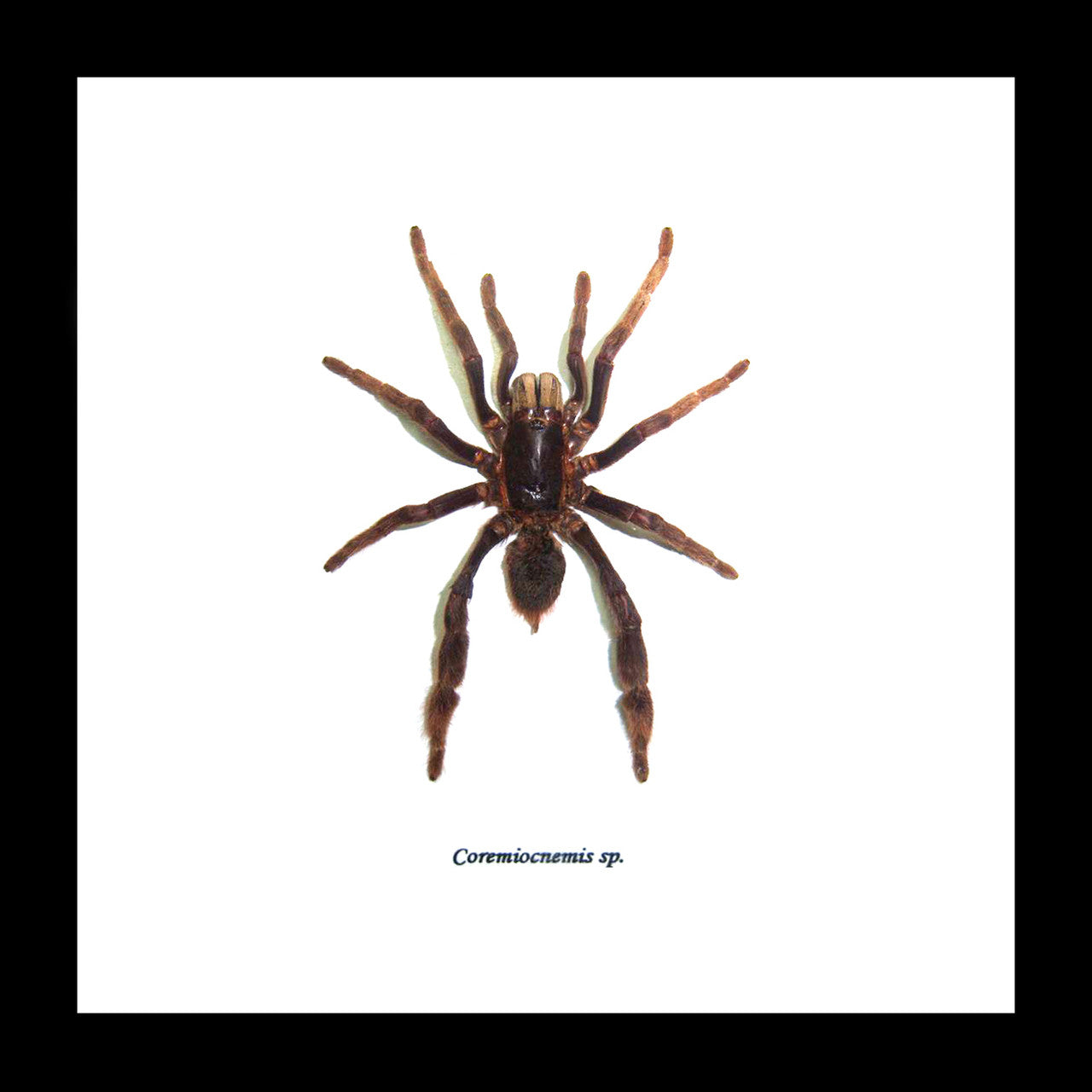 Spider framed Coremiocnemis sp