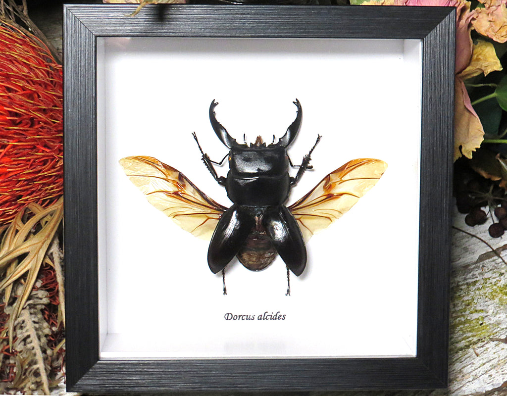 Dorcus alcides large