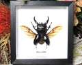Dorcus alcides large