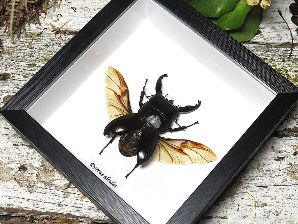 Dorcus alcides large