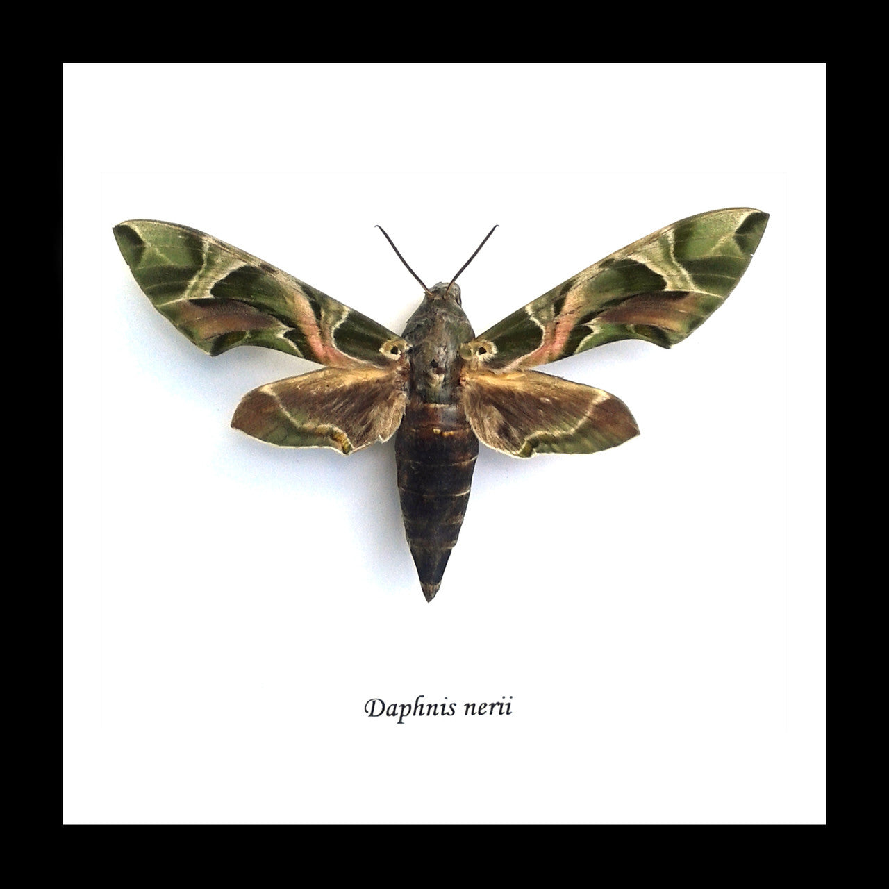 saturnid sphinx moth Africa Daphnis nerii   Bits & Bugs