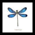 Dragonfly blue  ( special )