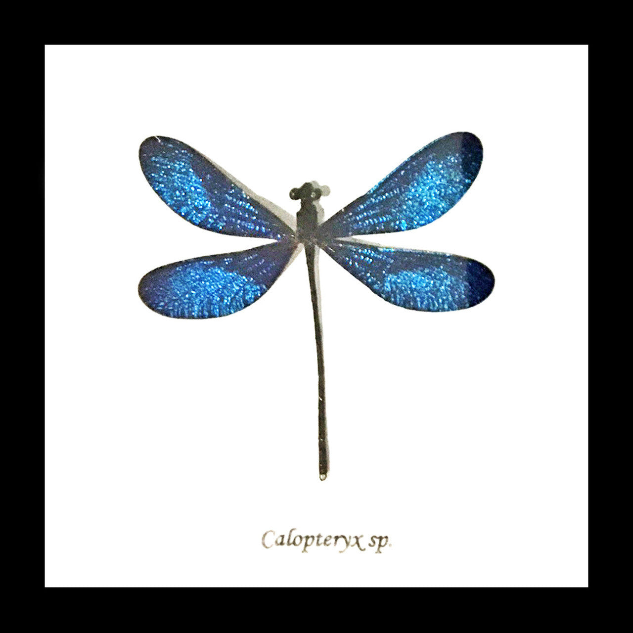 Dragonfly blue  ( special )