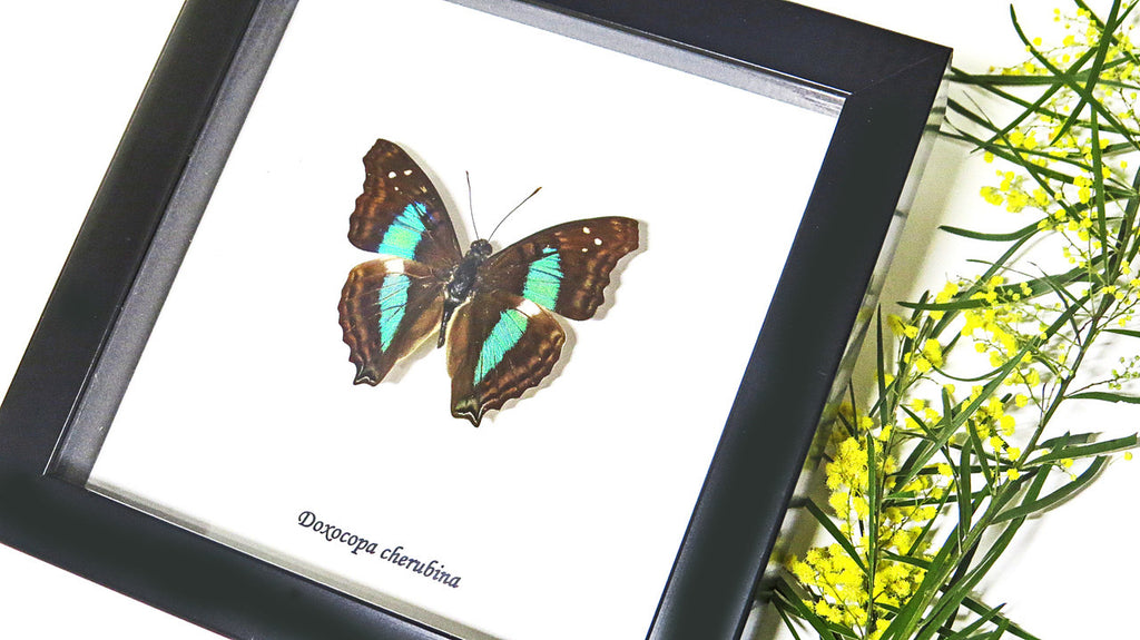 Doxocopa cherubina
