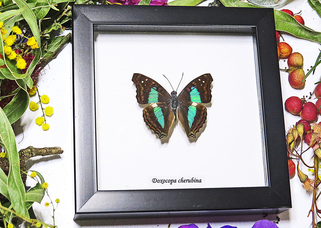 Doxocopa cherubina