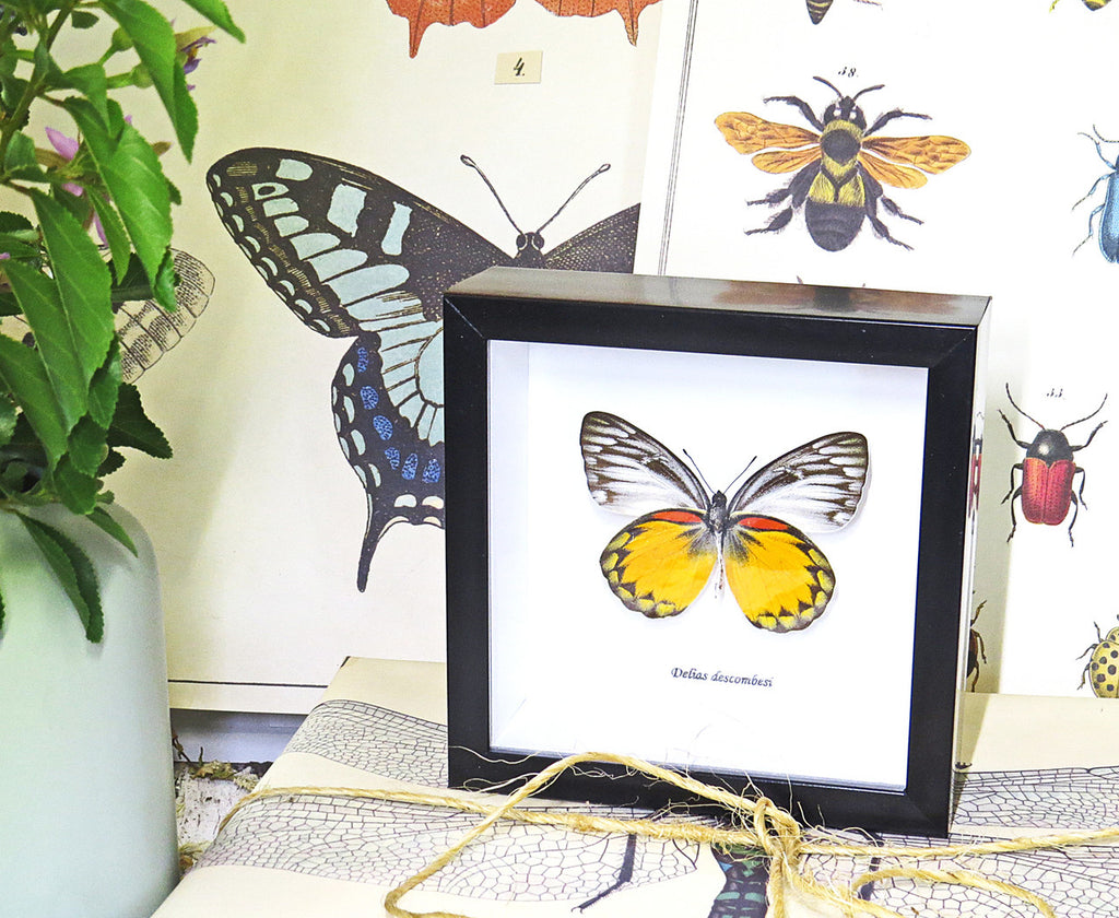 Taxidermy gold coast Butterfly Delias descombesi Bits&Bugs 