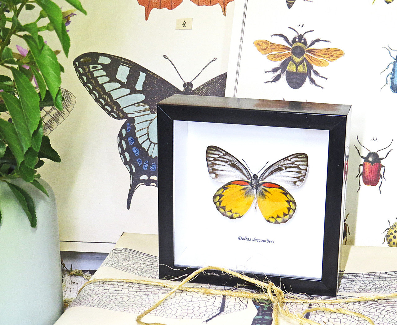 Taxidermy gold coast Butterfly Delias descombesi Bits&Bugs 