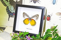 Taxidermy gold coast Butterfly Delias descombesi Bits&Bugs 