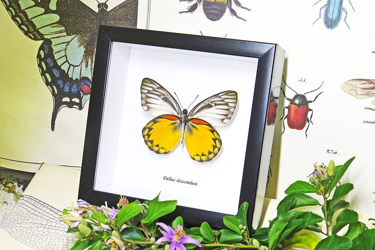 Taxidermy gold coast Butterfly Delias descombesi Bits&Bugs 