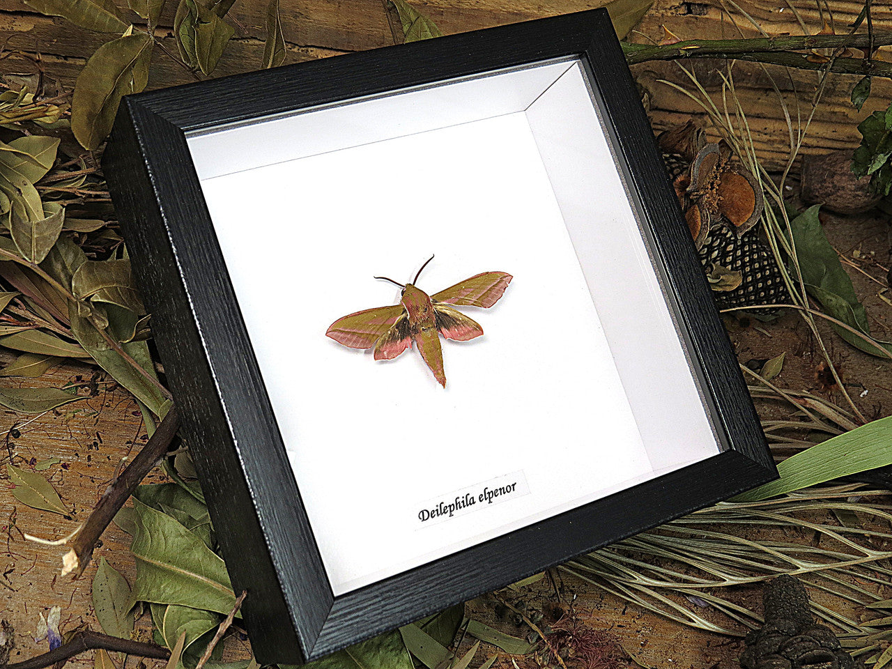 Deilephila elpenor