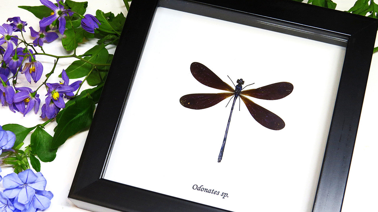 Calopteryx virgo ( special )