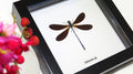 Calopteryx virgo ( special )