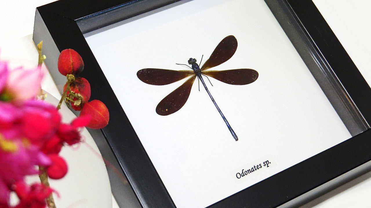 Calopteryx virgo ( special )